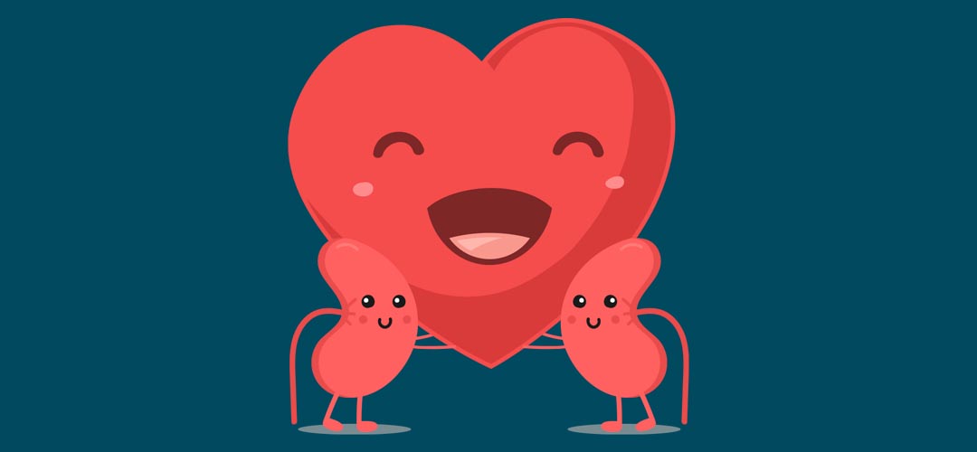 Rim e coração: entenda como os dois órgãos estão ligados