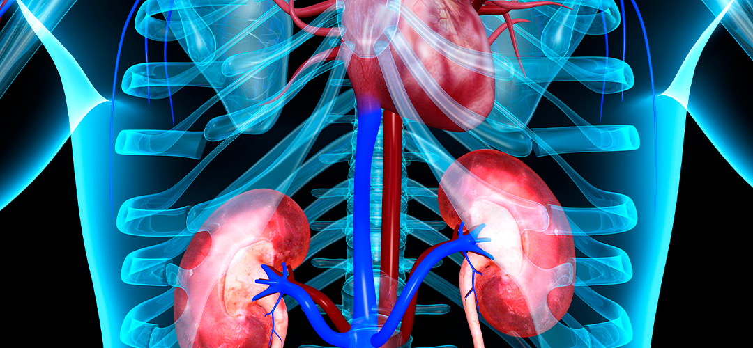 Rim e coração: entenda como os dois órgãos estão ligados - Clinirim
